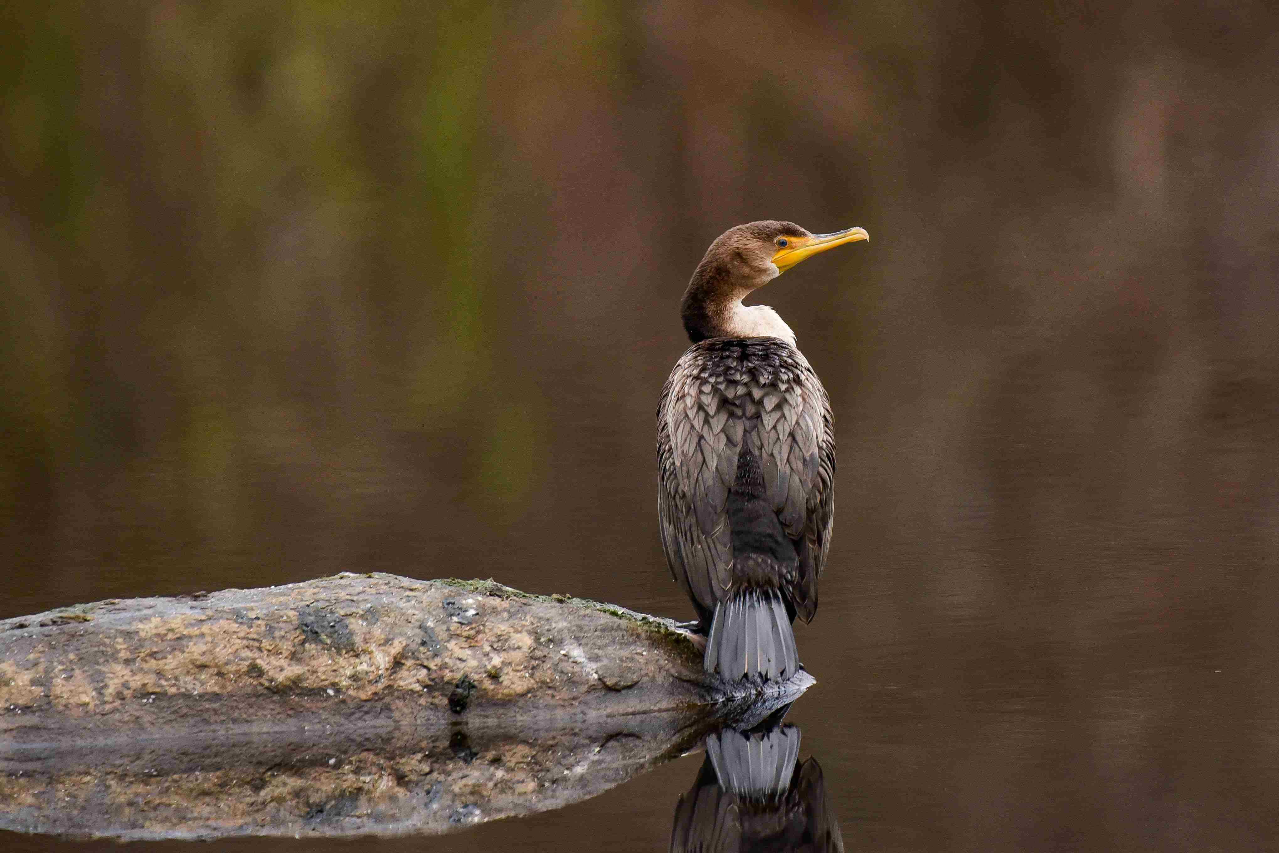 Duane-Loveland_Brecks-Mil-on-Brandywine